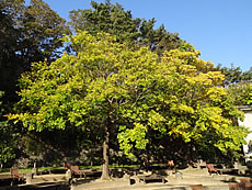 DSC00728.JPG