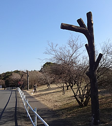 DSC04443.jpg