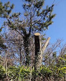 DSC04452.jpg