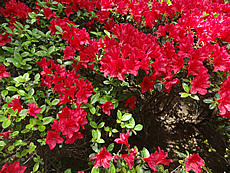 DSC06278.JPG