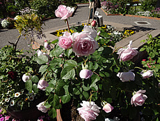DSC06887.JPG