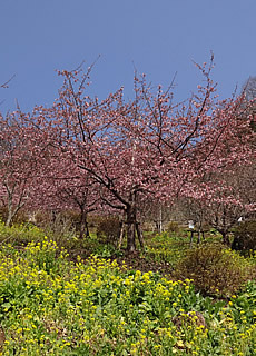 DSC09431.jpg