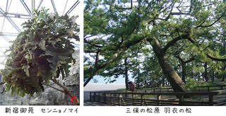sennyonomai.jpg