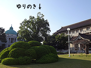 yurinoki-tohaku.jpg